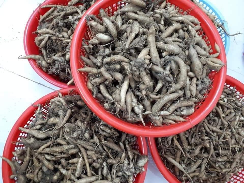 củ sâm đất